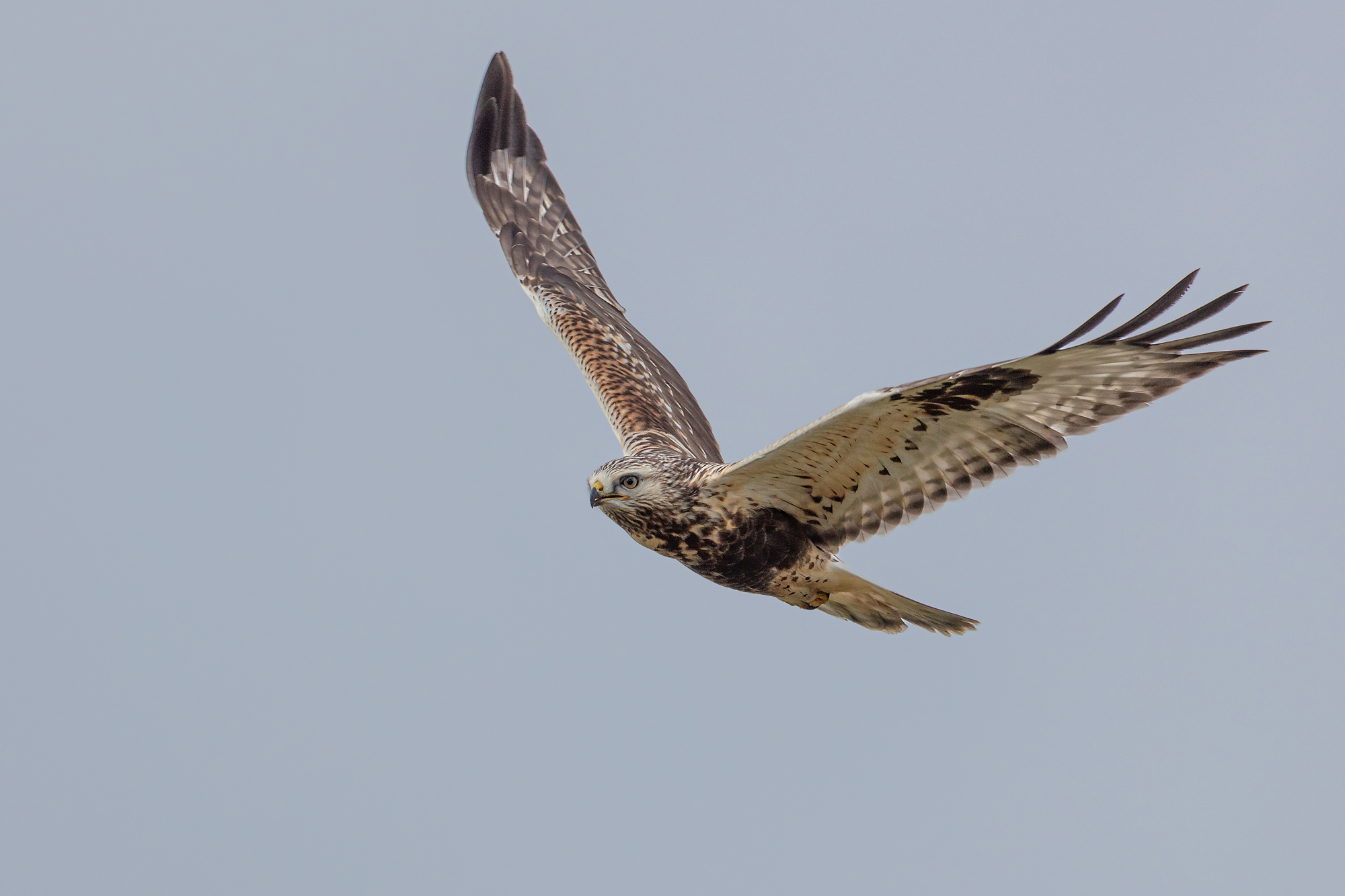Leicht verwechselbar Greifvögel LBV